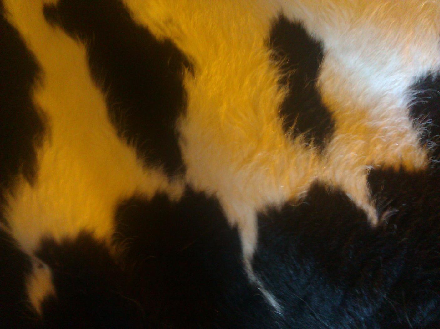 AboutMe banner for @bovine