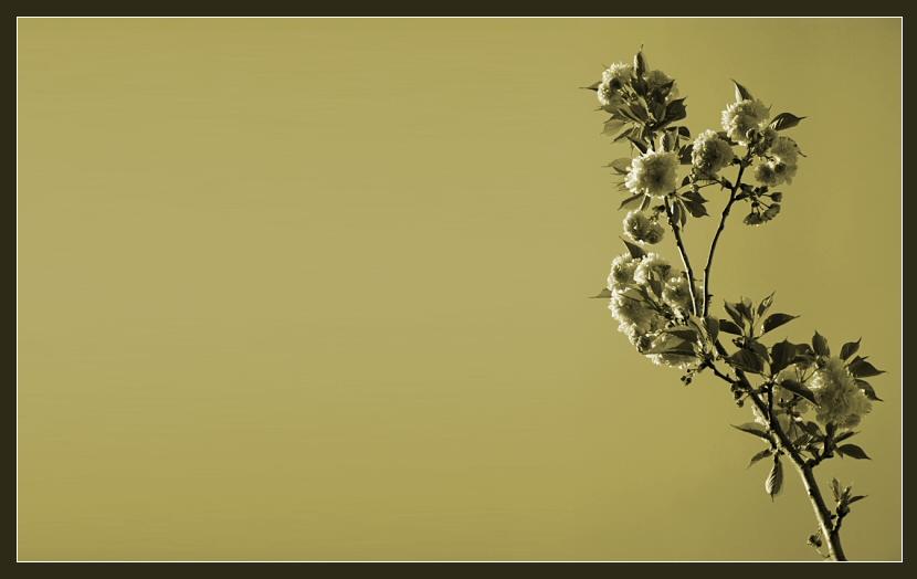 AboutMe banner for @temporary