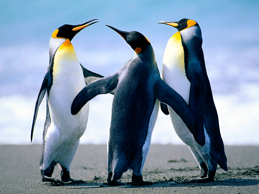 AboutMe banner for @cobbler