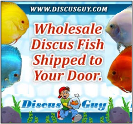 AboutMe banner for @discus