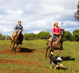 AboutMe banner for @horseback