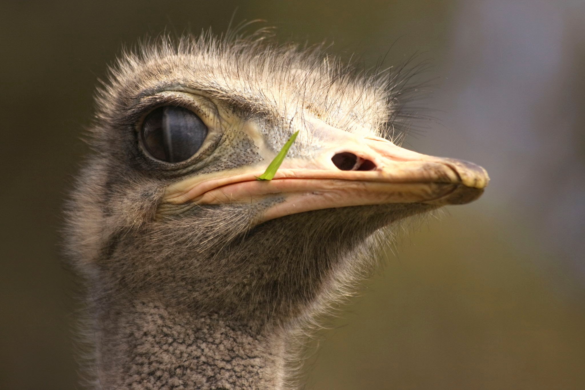 AboutMe banner for @ostrich