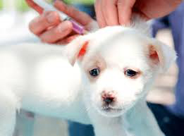 AboutMe banner for @pedigree