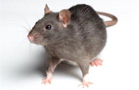 AboutMe banner for @rodents
